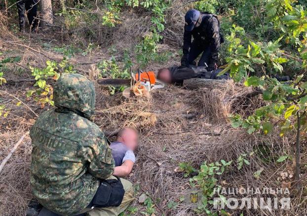 В Донецкой области задержали «черных» лесорубов