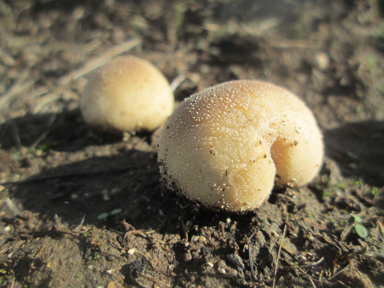 маленькие грибы