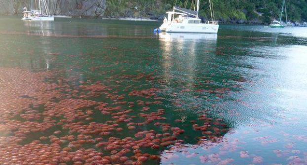 Воды пляжей на Филиппинах заполонили томатные медузы