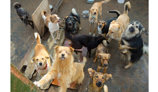 В Покровске утвердили программу регулирования численности бездомных животных