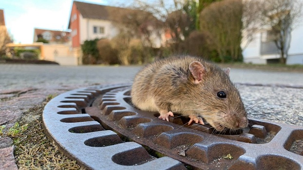 В Германии для спасения застрявшей в крышке люка крысы вызвали бригаду пожарных