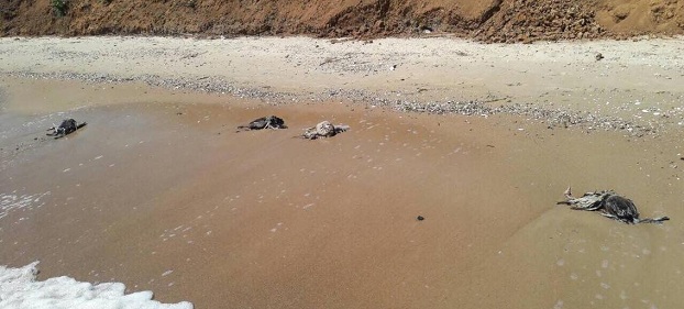 Ветеринары Мариуполя проводят анализы из-за массовой гибели птиц на побережье