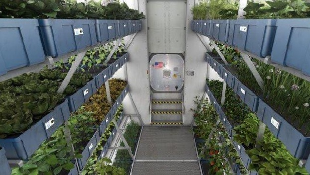 NASA будет выращивать «космическую» капусту