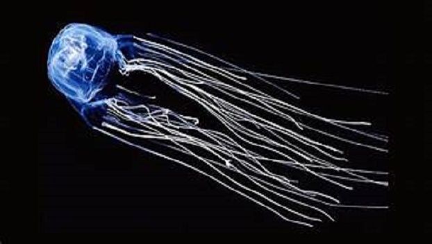 Найдено противоядие от укуса самой ядовитой медузы
