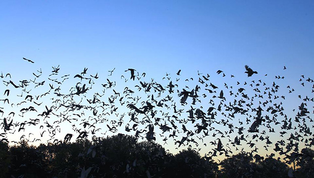 В небо над Покровском выпустили 14 тысяч голубей