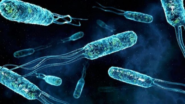 Какие бактерии самые опасные для человека