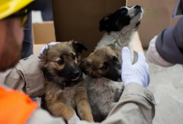 Две сотни щенков из Чернобыльской АЭС найдут себе дом в Америке