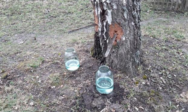 Чей в лесу березовый сок? Украинцев предупредили о штрафах