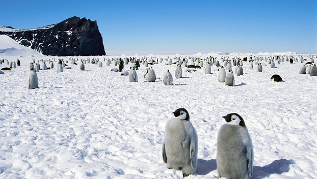 В Антарктиде погибли тысячи пингвинов 