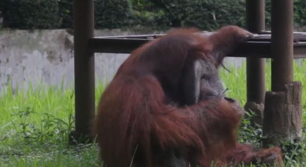 В Индонезии скандал из-за видео, на котором орангутанг курит сигарету в зоопарке