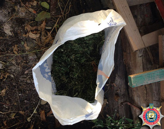 В Дружковке правоохранители изъяли 25 кустов конопли и высушенный наркоурожай
