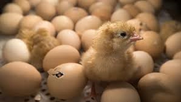 В Грузии из выброшенных яиц вылупились цыплята 