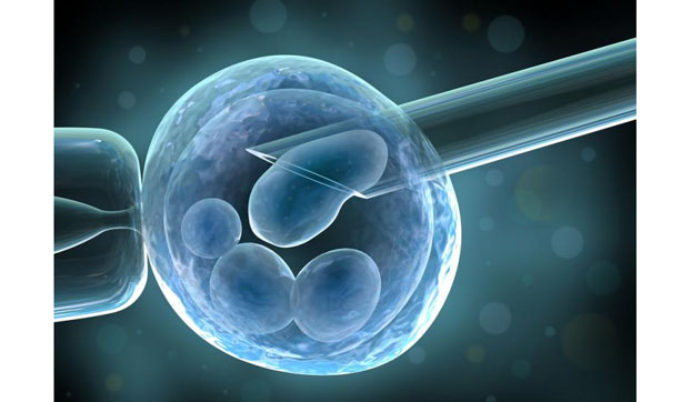 Ученые подсадили клетки человека в эмбрион свиньи