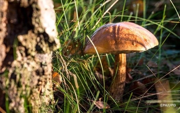 Под Харьковом четыре туриста отравились грибами