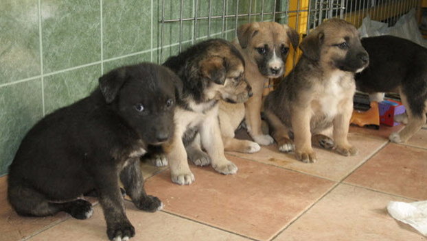  В Одессе запустили сайт о брошенных домашних животных