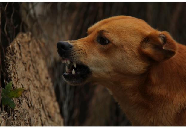 Сказ в Донецькій області: Є випадки нападу тварин на людей
