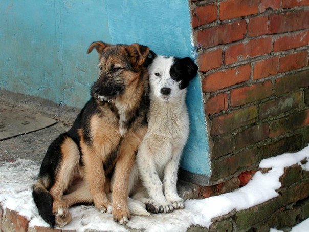 Активисты Славянска встали против убийств бездомных животных