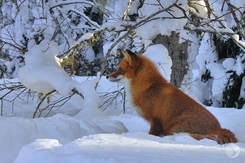 В области открыта охота на лис с оранжевым «уровнем безопасности»