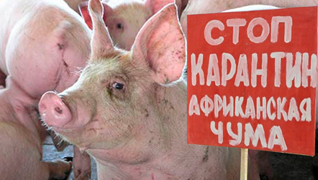 Африканская чума свиней – реальная угроза аграриям Украины
