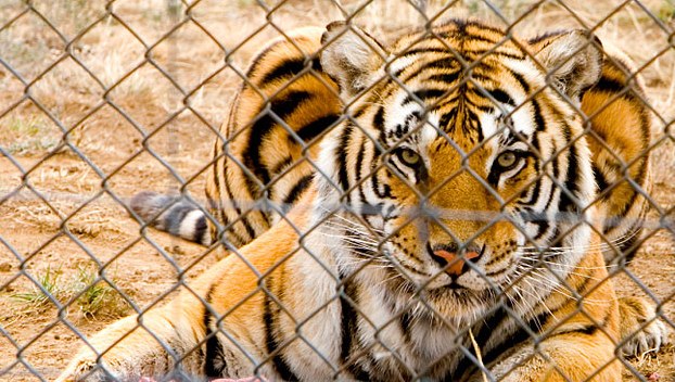 Посетитель зоопарка в Николаеве разбился на глазах у тигров