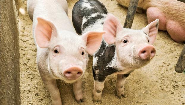 В Украине закрылись 1000 свинохозяйств