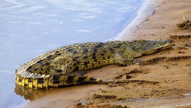 Заклинатель крокодила пострадал от своего питомца 