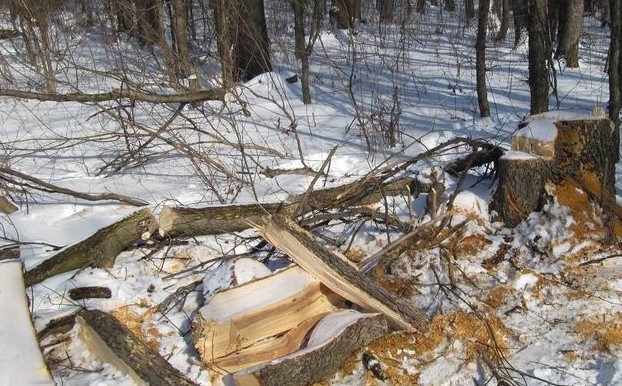 В Святогорске полиция остановила незаконную вырубку деревьев