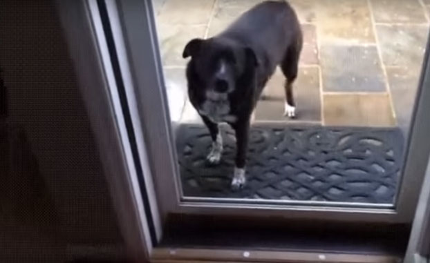 Собака не может войти в открытую дверь: Ролик набирает популярность