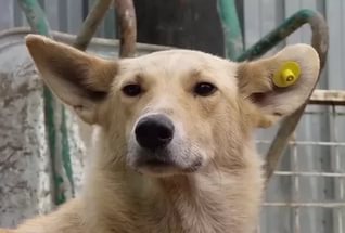 Бродячим собакам Константиновки вмонтируют GPS–навигаторы