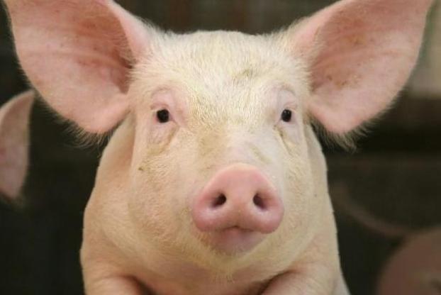 В  Германии скоро будут пересаживать пациентам свиные сердца