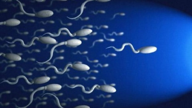 Причина вымирания человечества - в качестве спермы 