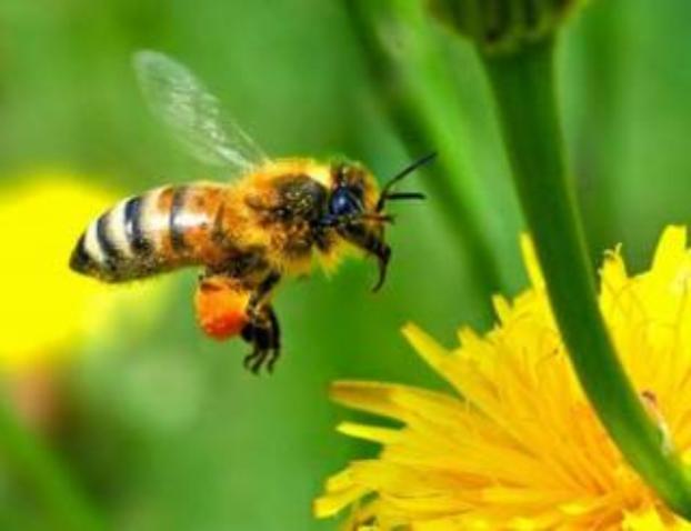 Пчелы и осы способны узнавать людей — ученые