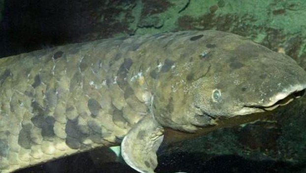 В США умерла старейшая аквариумная рыбка 