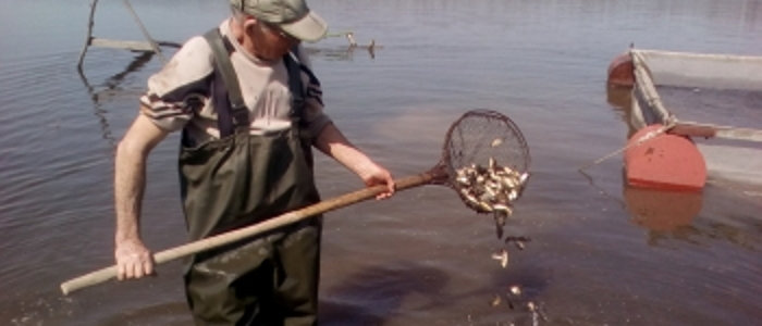 В водоемы Донетчины запустили около 165 тысяч мальков различных видов рыб