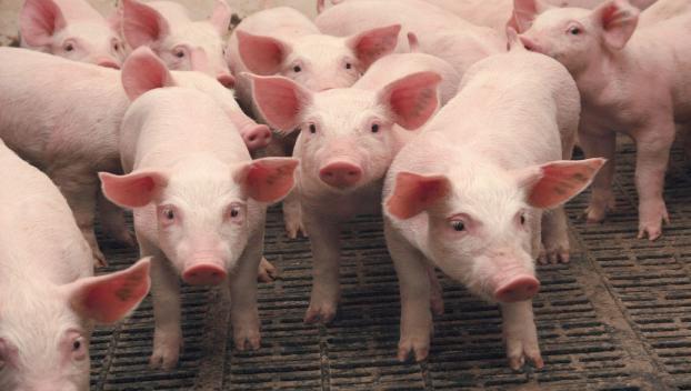 В Краматорске обнаружен новый очаг африканской чумы свиней