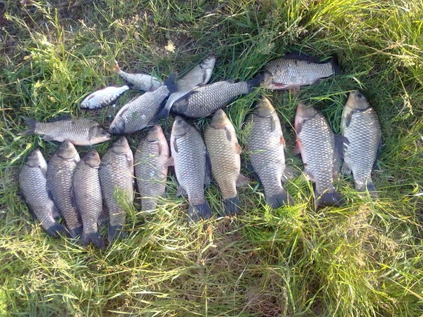 С 1 апреля в области запретят ловить рыбу