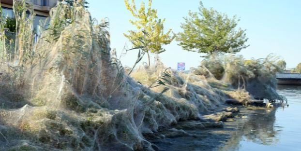 Пляж в Греции покрылся гигантской 300-метровой паутиной