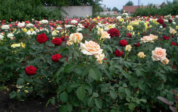 В Константиновском районе зацветут более 400 новых кустов роз