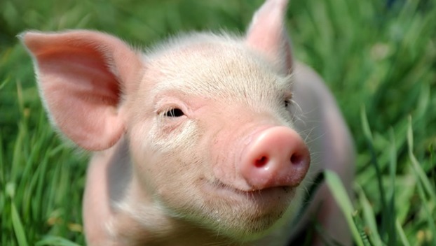 В Добропольском районе фермерских свиней возьмут под учет