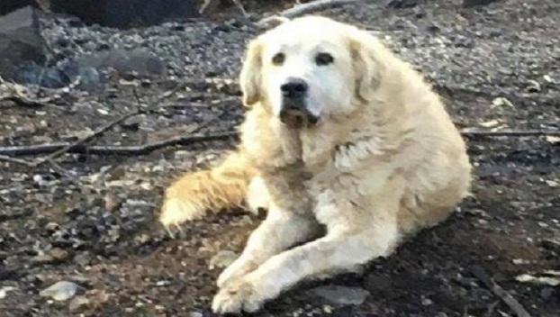 В Калифорнии собака дождалась хозяев, покинувших из-за пожара дом