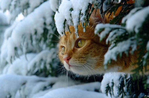 Какую погоду ожидать предстоящей зимой в Украине