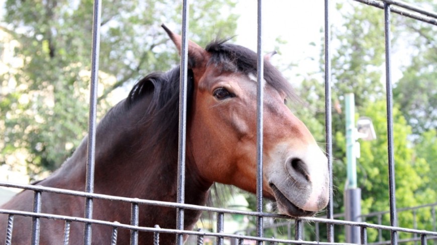В Мариуполе девочку укусила лошадь, а патрульного - подросток