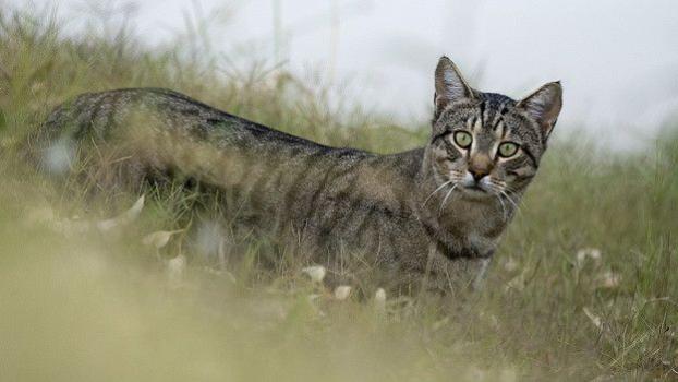 Власти Австралии планируют уничтожить миллионы диких кошек
