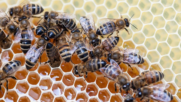 Почему умирают пчелы 