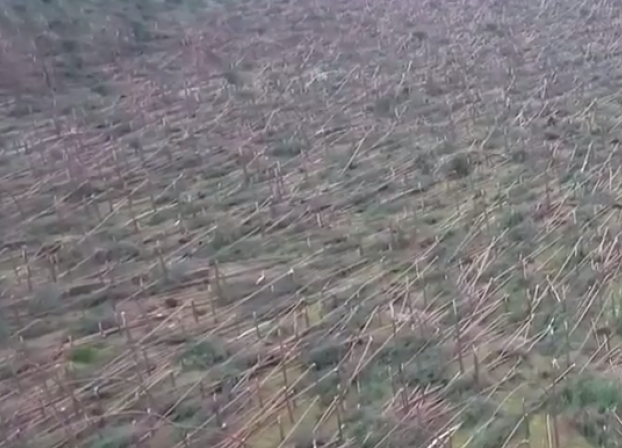 Деревья ломались, как спички: в Польше пронесся ураган, есть погибшие