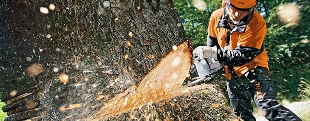 В Константиновке приняли решения убрать еще 25 аварийных деревьев