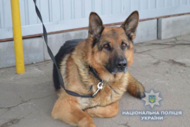 Полицейские с собакой нашли старика, пропавшего в Краматорске