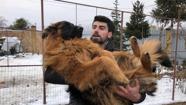 большая собака на руках