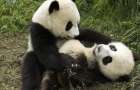 Власти Китая запретили туристам фотографироваться с пандами