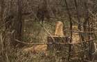 «Черные лесорубы» уничтожают лесопосадку под  Талаковкой 